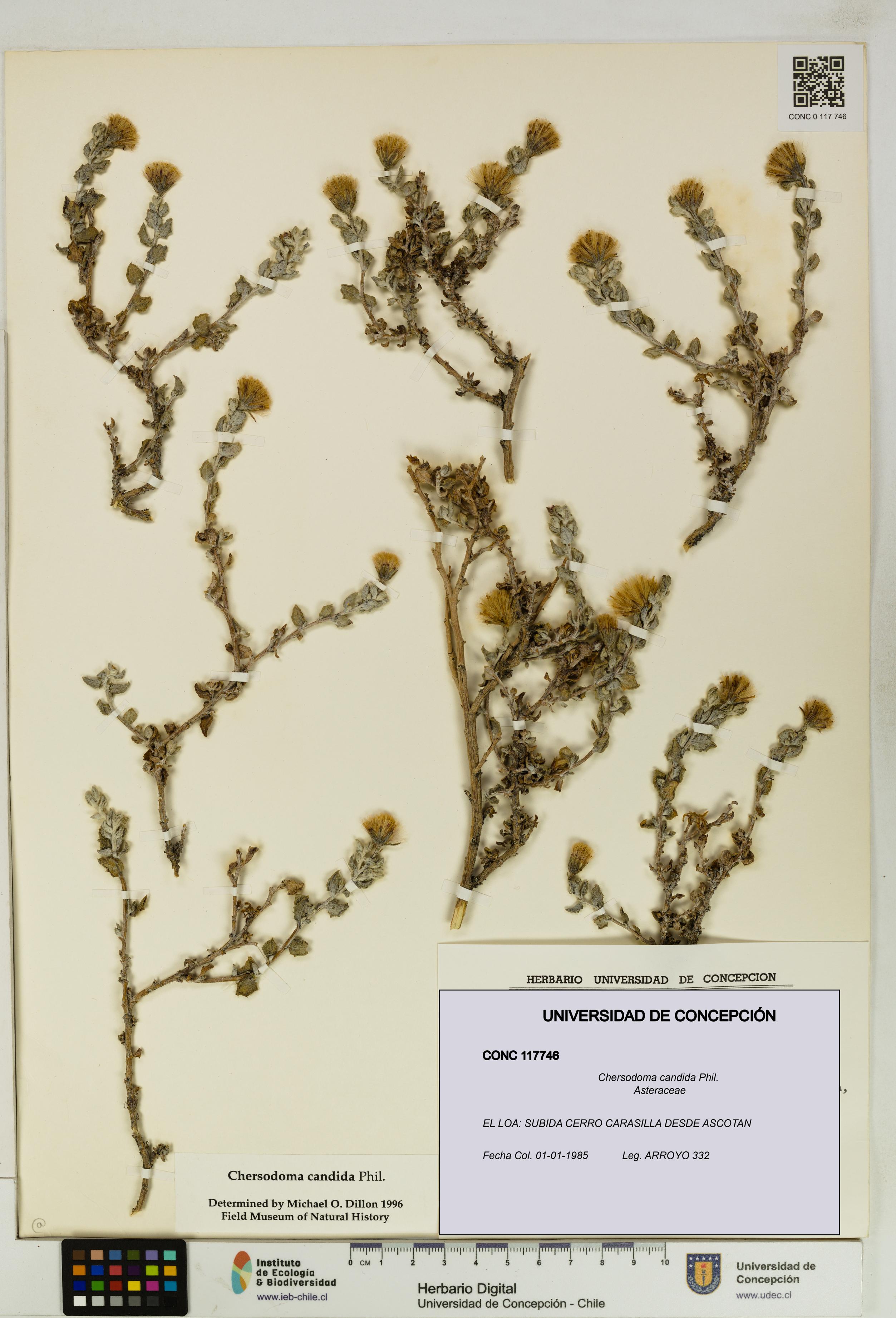 Chersodoma candida [Espécimen: UDEC:CONC:0117746]