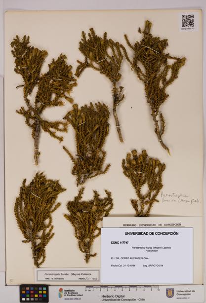 Parastrephia lucida [Espécimen: UDEC:CONC:0117747]