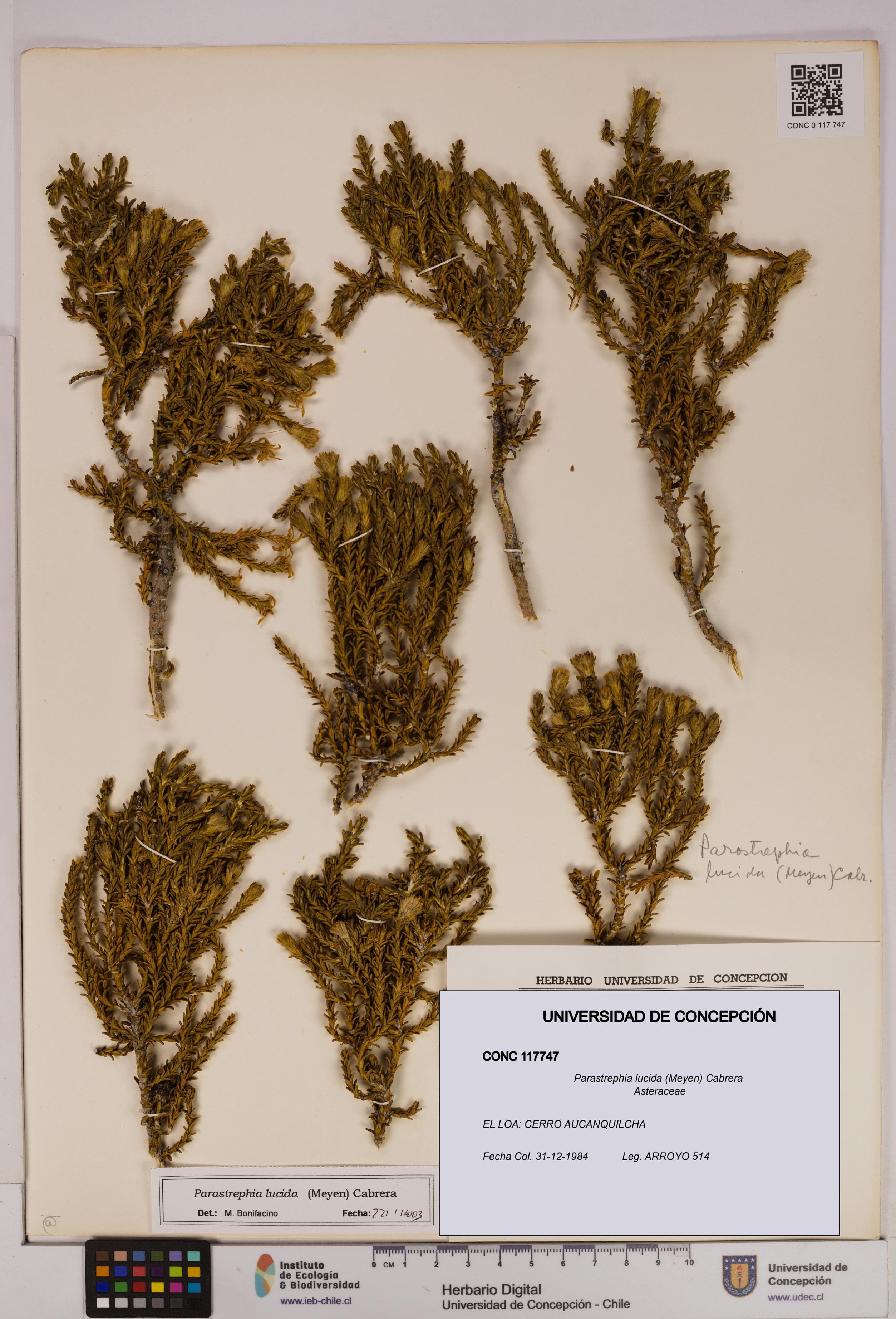 Parastrephia lucida [Espécimen: UDEC:CONC:0117747]