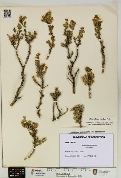 Chersodoma candida [Espécimen: UDEC:CONC:0117748]