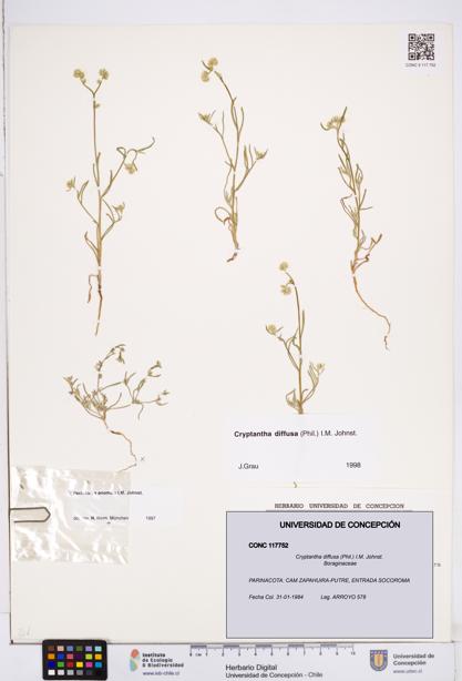 Cryptantha diffusa [Espécimen: ]