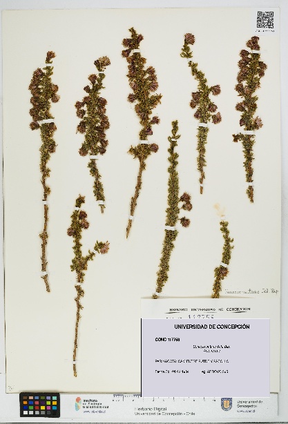 Senecio nutans [Espécimen: UDEC:CONC:0117758]