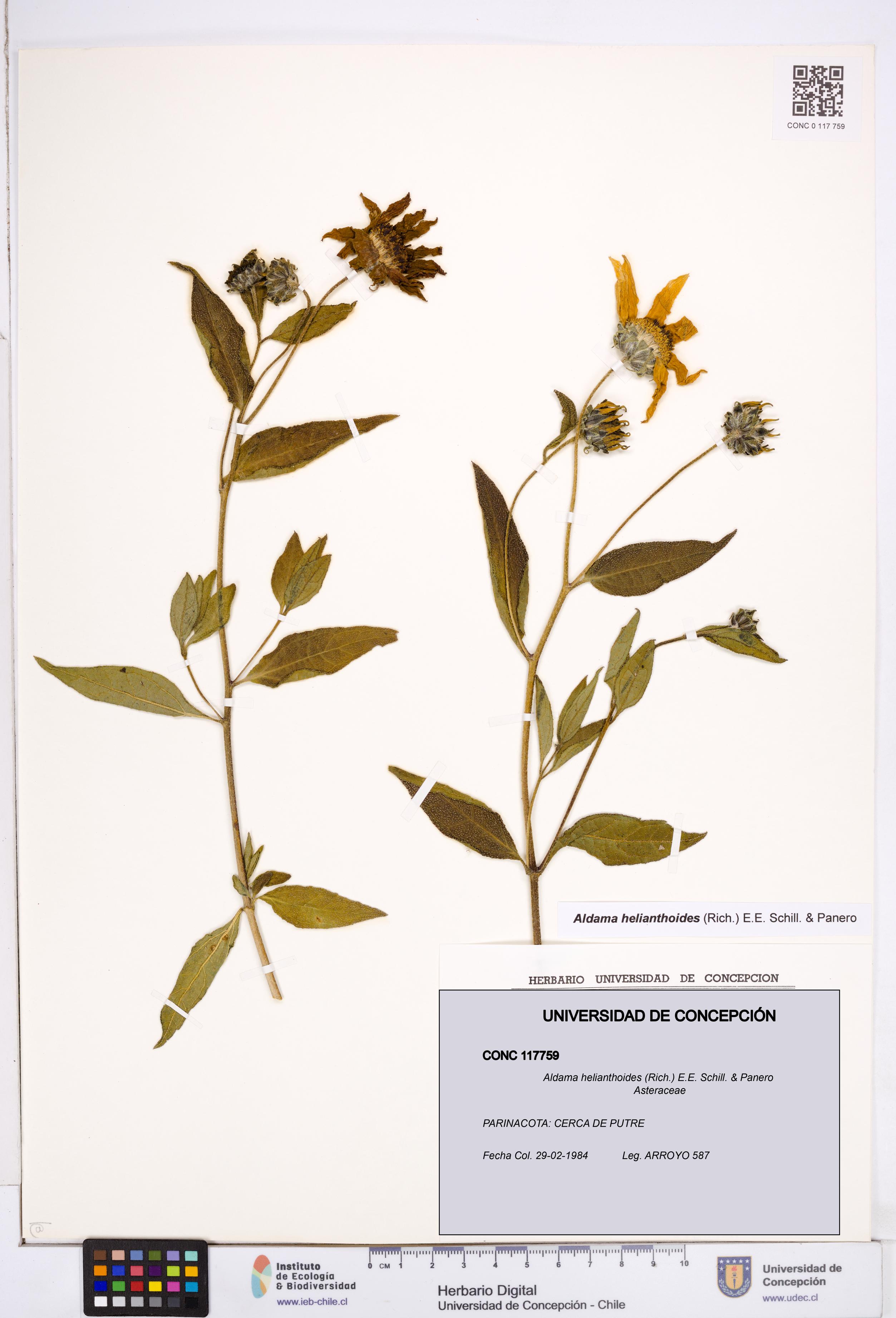 Aldama helianthoides [Espécimen: ]