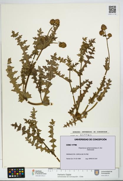 Polyachyrus sphaerocephalus [Espécimen: UDEC:CONC:0117760]