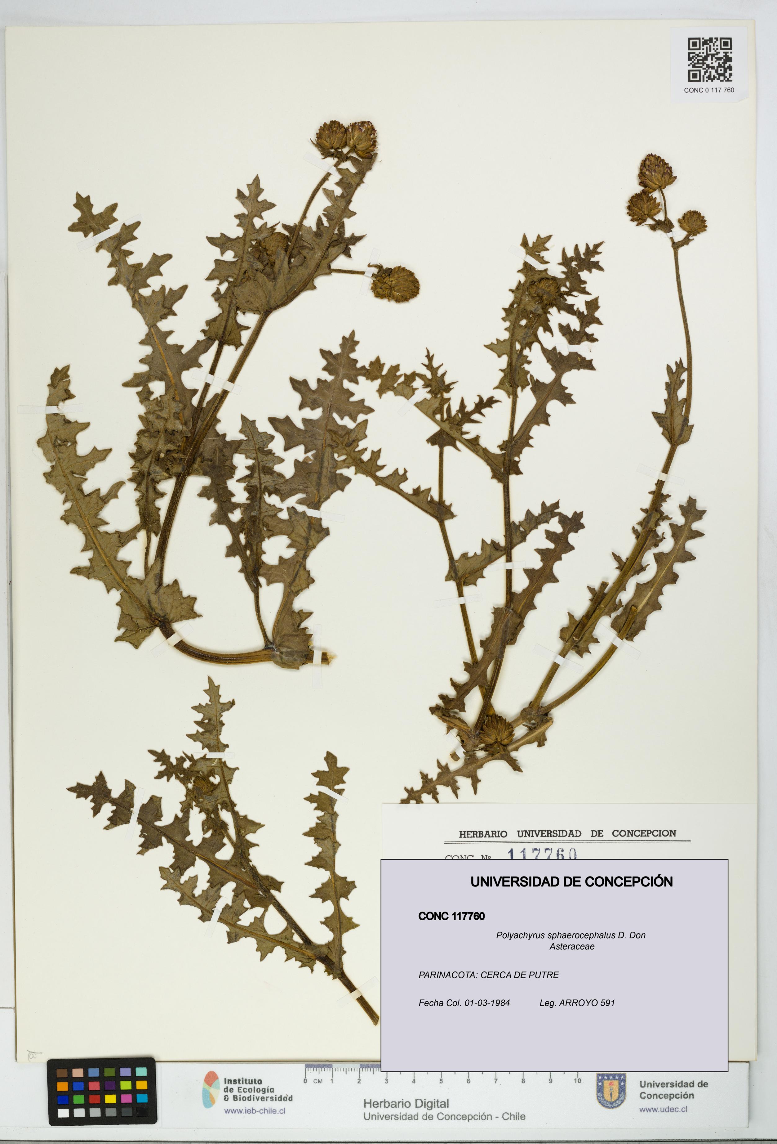 Polyachyrus sphaerocephalus [Espécimen: UDEC:CONC:0117760]
