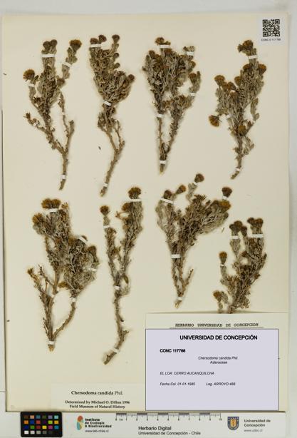 Chersodoma candida [Espécimen: UDEC:CONC:0117766]