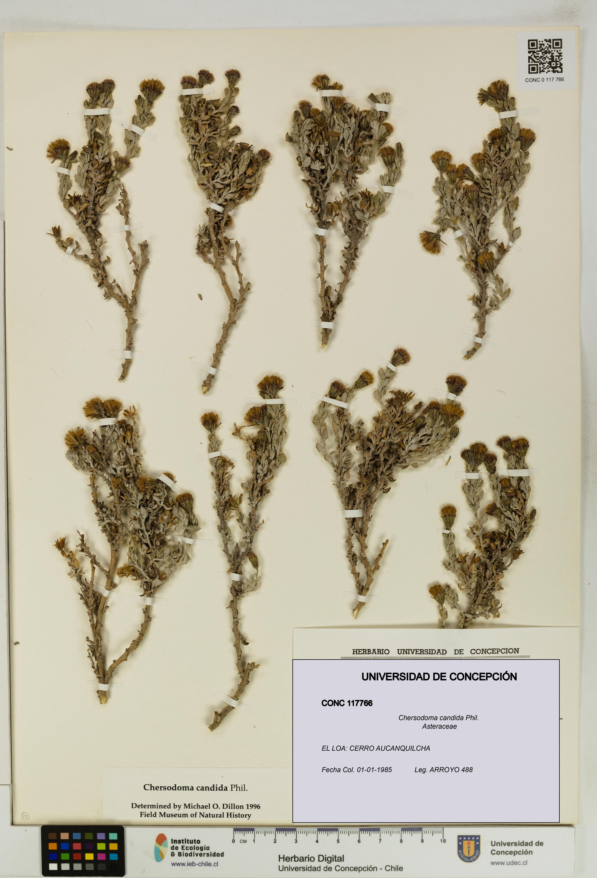 Chersodoma candida [Espécimen: UDEC:CONC:0117766]