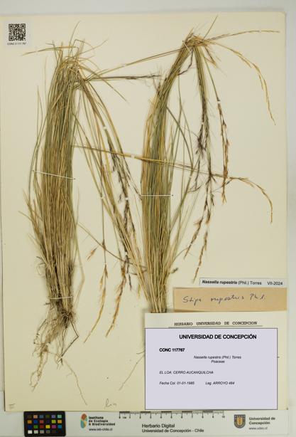 Nassella rupestris [Espécimen: UDEC:CONC:0117767]
