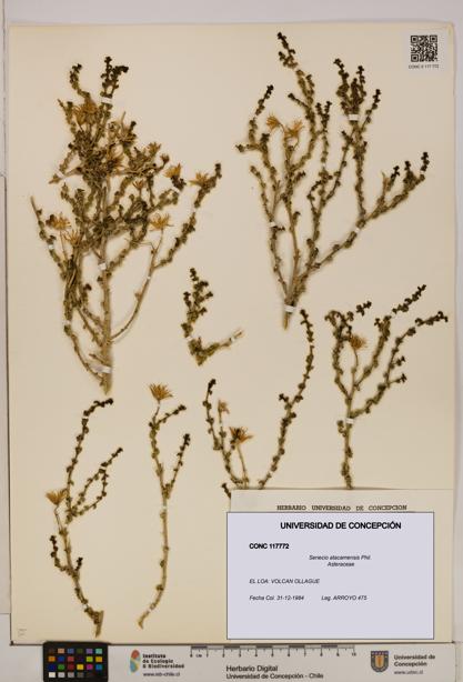 Senecio atacamensis [Espécimen: UDEC:CONC:0117772]