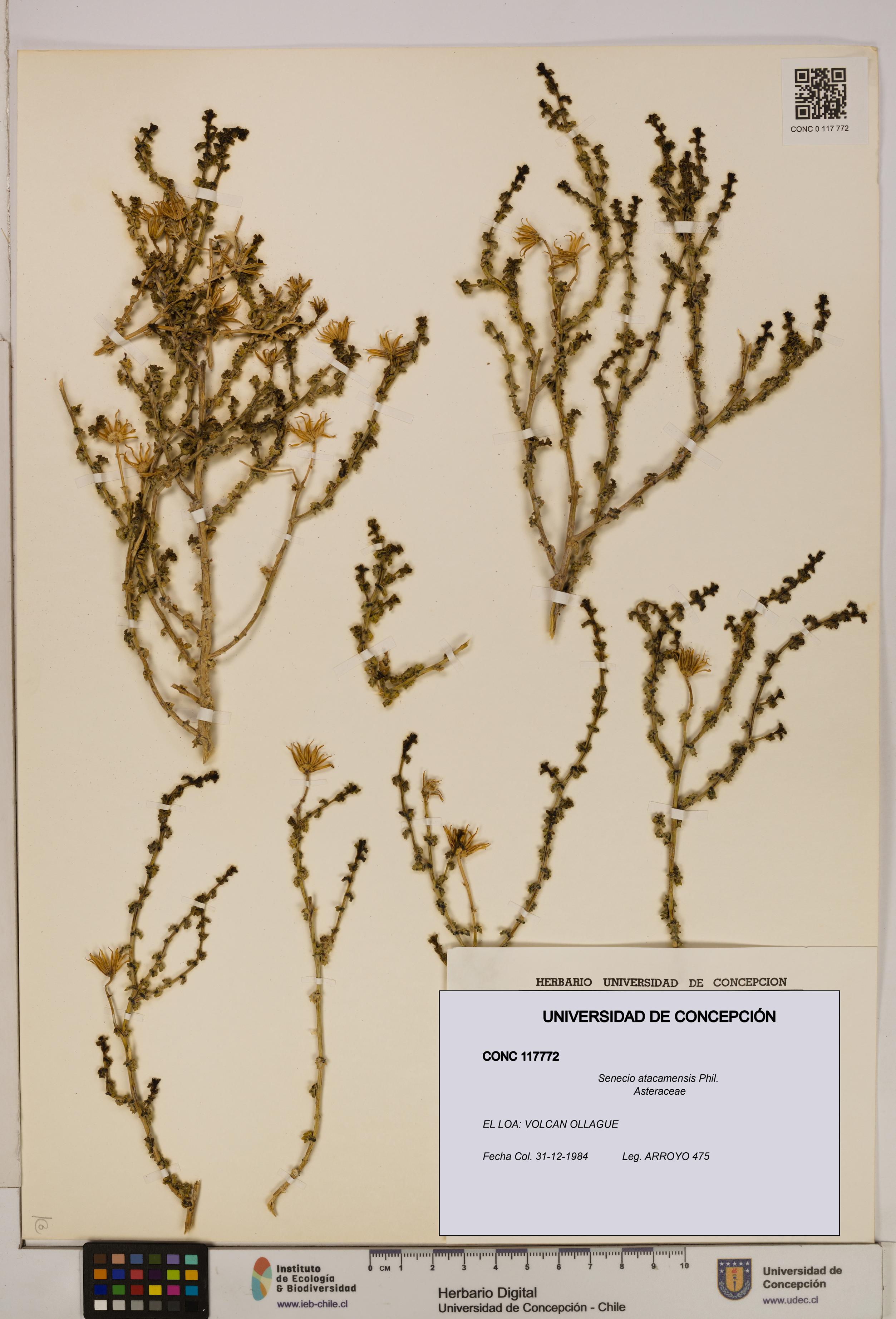 Senecio atacamensis [Espécimen: UDEC:CONC:0117772]