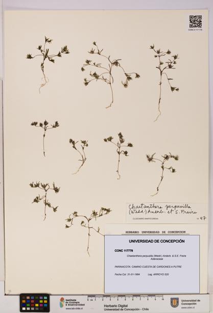 Chaetanthera perpusilla [Espécimen: UDEC:CONC:0117778]