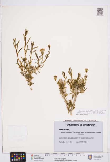 Senecio subulatus [Espécimen: ]