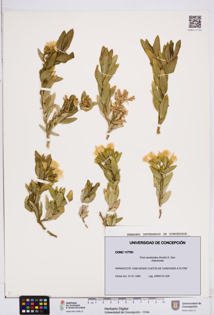 Trixis cacalioides [Espécimen: ]