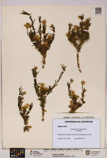 Diplostephium meyenii [Espécimen: UDEC:CONC:0117784]