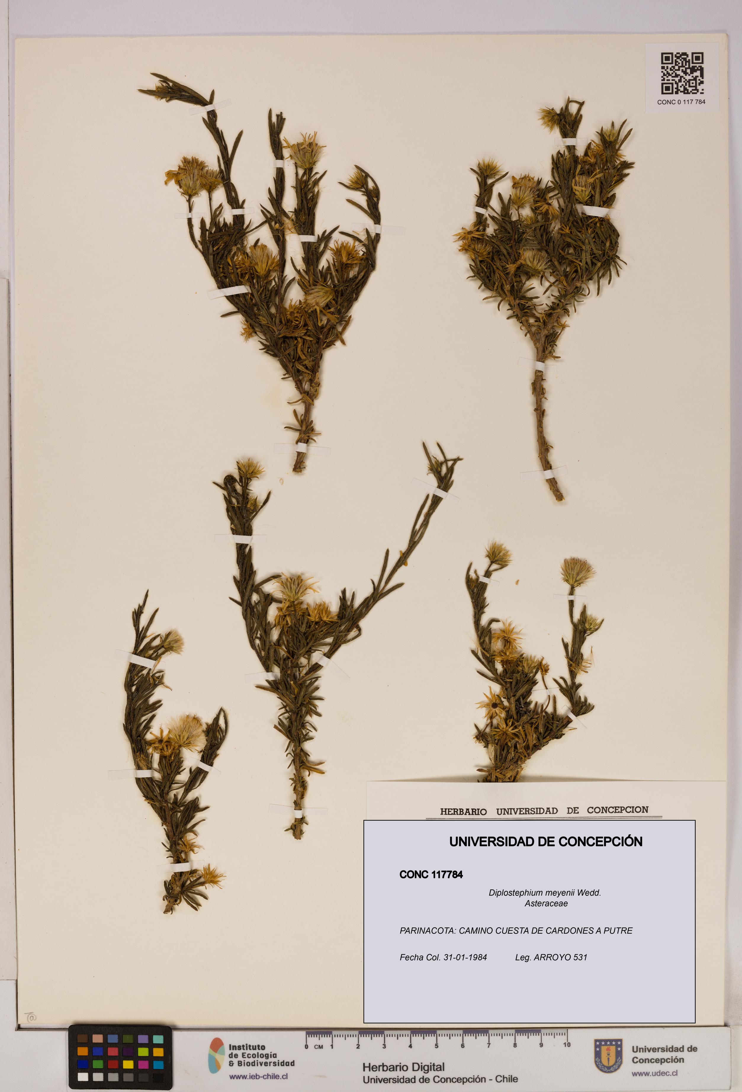 Diplostephium meyenii [Espécimen: UDEC:CONC:0117784]