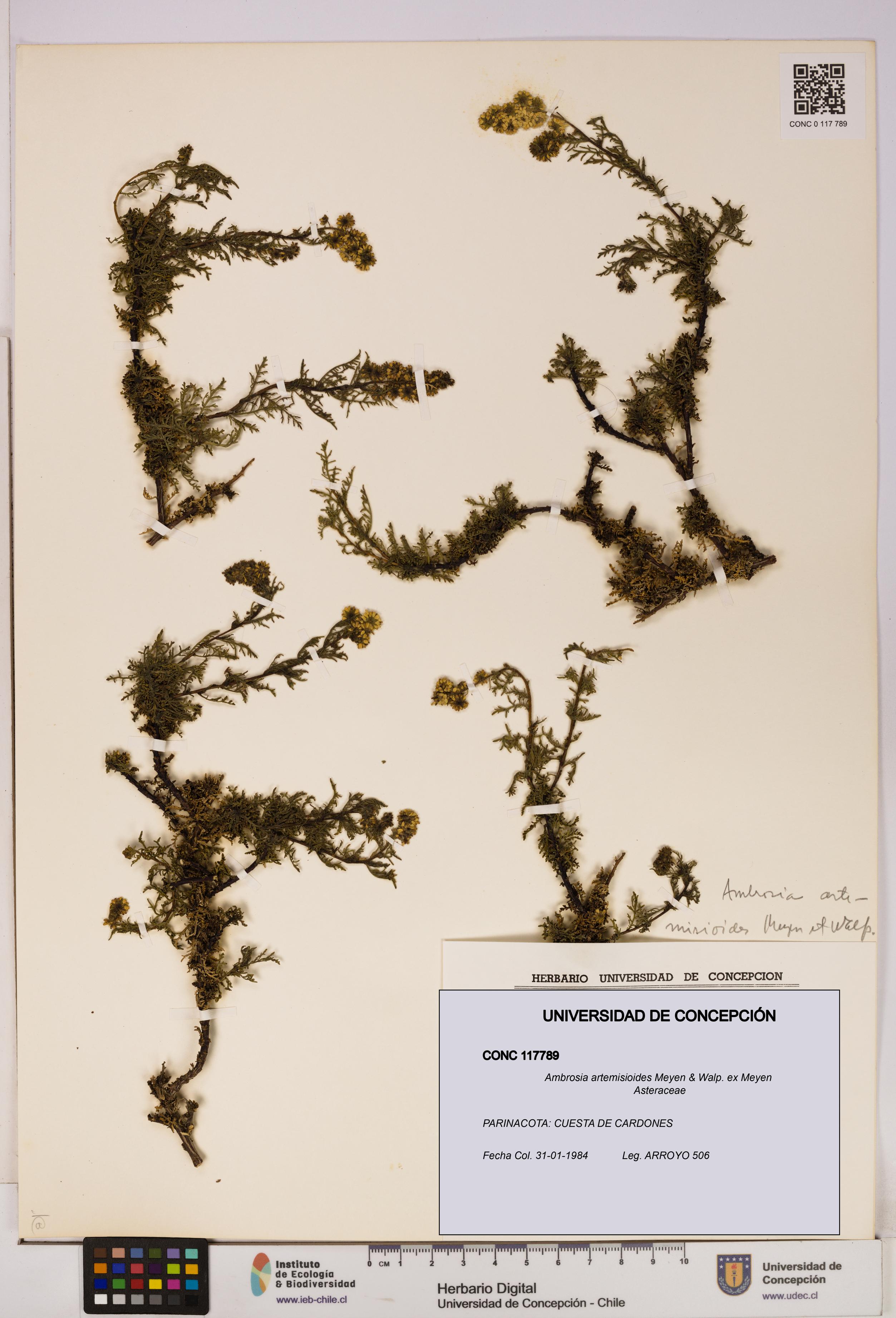 Ambrosia artemisioides [Espécimen: UDEC:CONC:0117789]