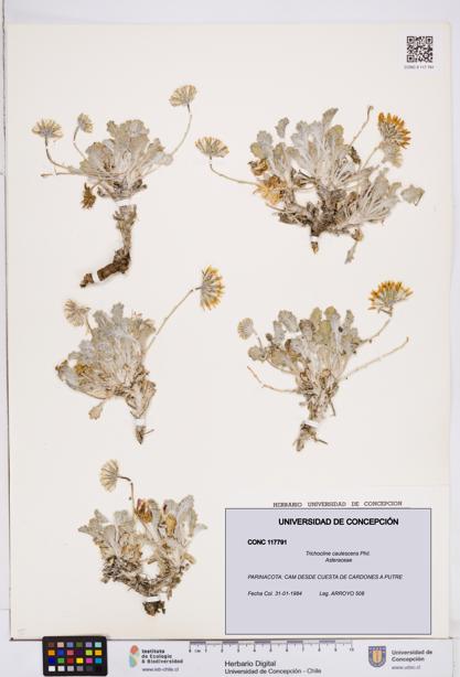 Trichocline caulescens [Espécimen: ]