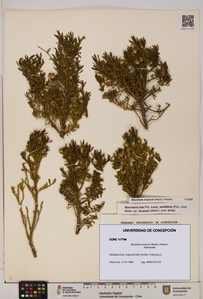 Baccharis incarum [Espécimen: UDEC:CONC:0117794]