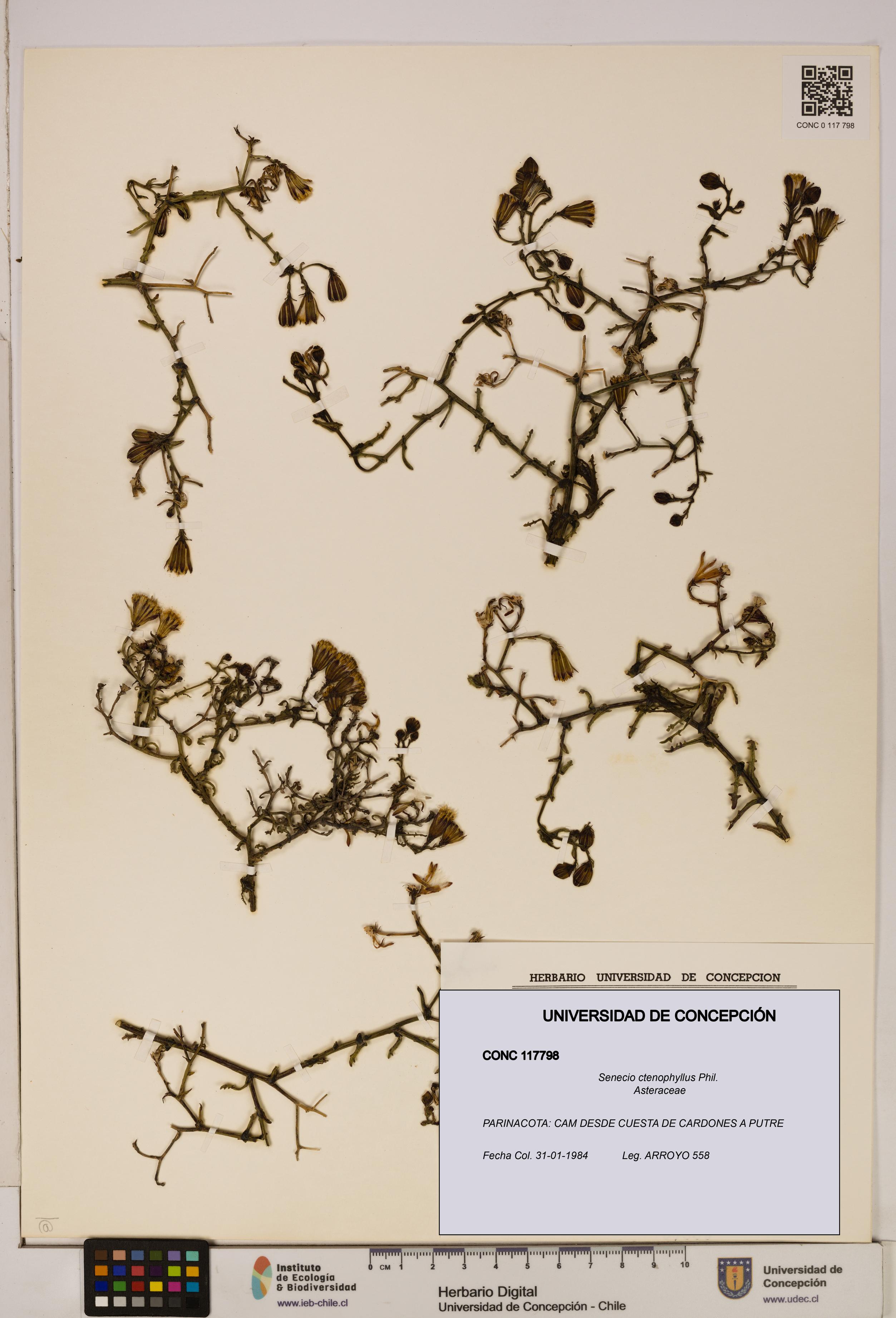 Senecio ctenophyllus [Espécimen: UDEC:CONC:0117798]