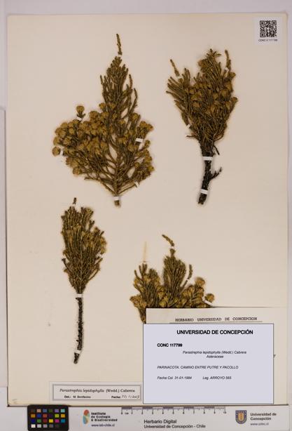 Parastrephia lepidophylla [Espécimen: UDEC:CONC:0117799]