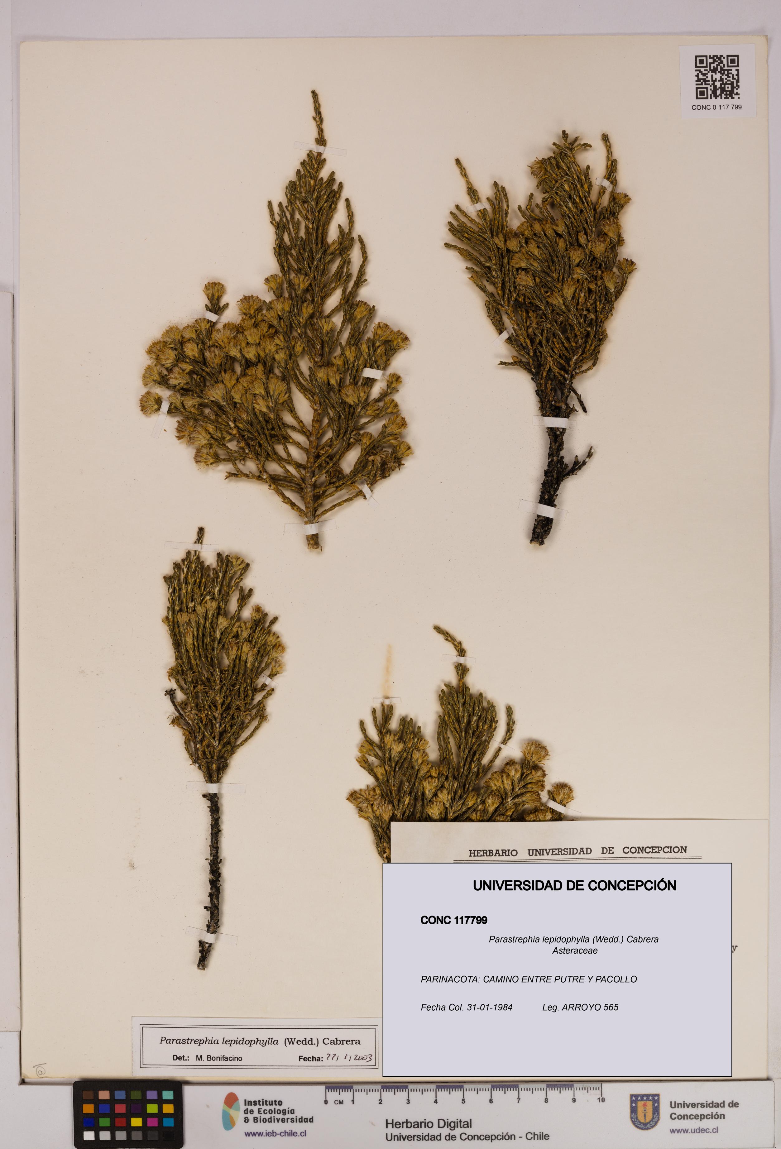 Parastrephia lepidophylla [Espécimen: UDEC:CONC:0117799]
