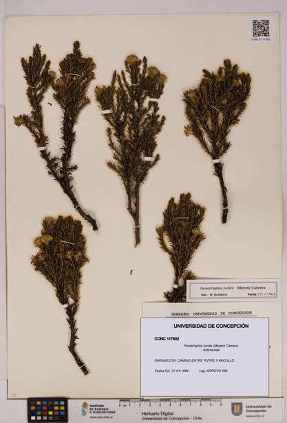 Parastrephia lucida [Espécimen: UDEC:CONC:0117802]