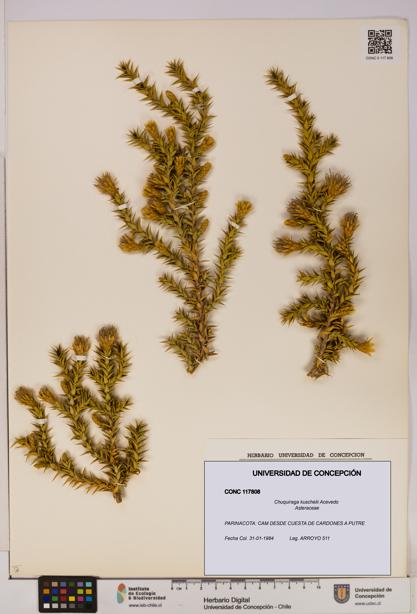 Chuquiraga kuschelii [Espécimen: UDEC:CONC:0117808]