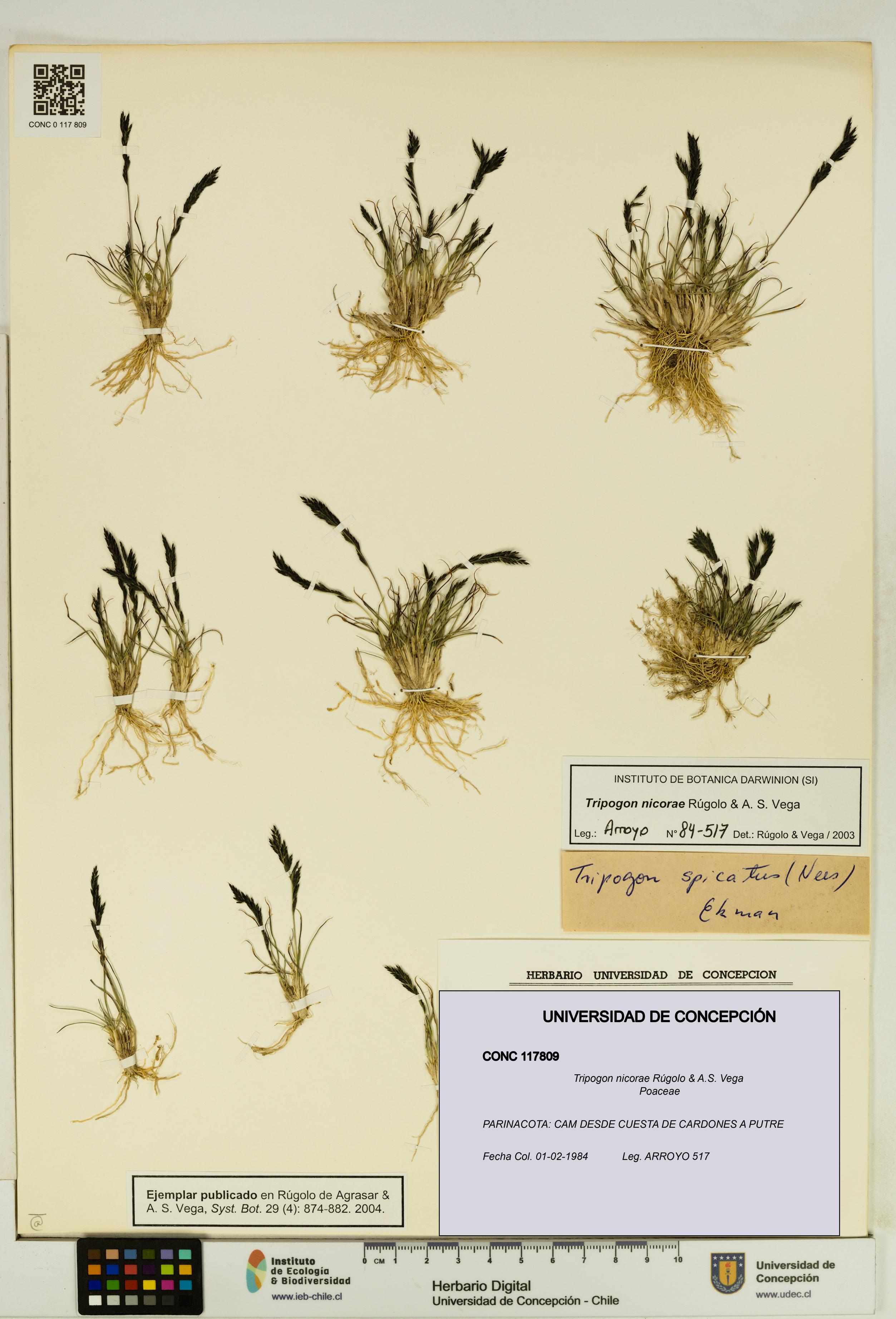 Tripogon nicorae [Espécimen: UDEC:CONC:0117809]