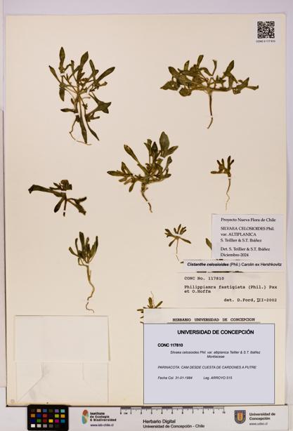 Silvaea celosioides var. altiplanica [Espécimen: UDEC:CONC:0117810]