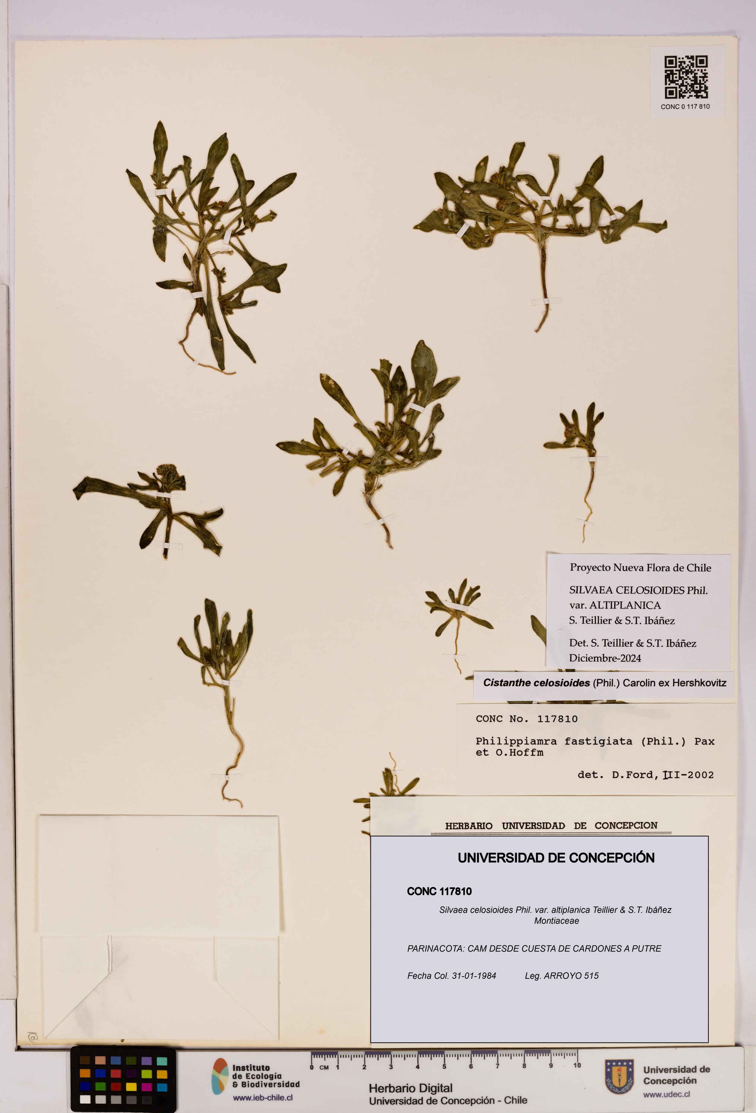 Silvaea celosioides var. altiplanica [Espécimen: UDEC:CONC:0117810]