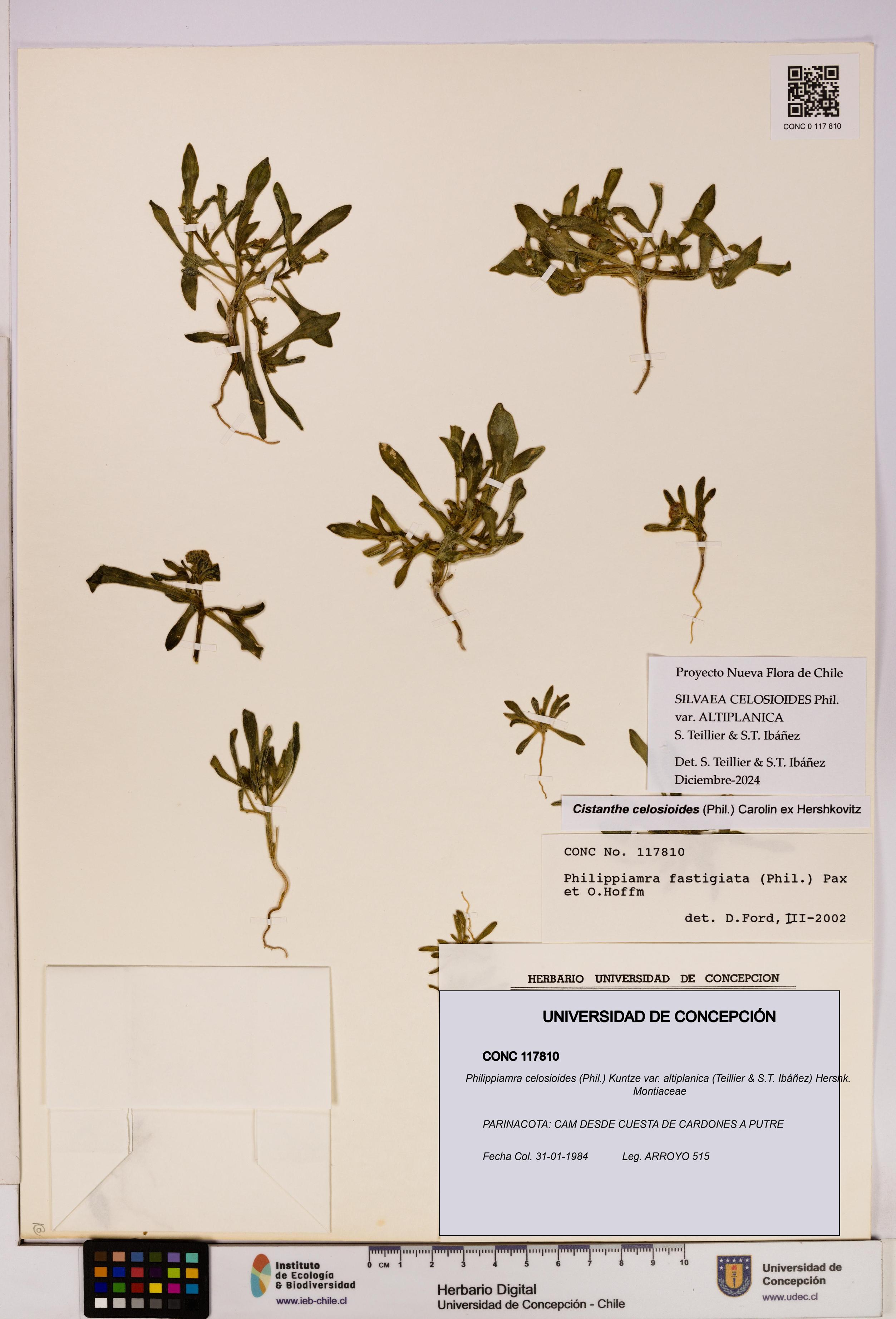 Philippiamra celosioides [Espécimen: ]