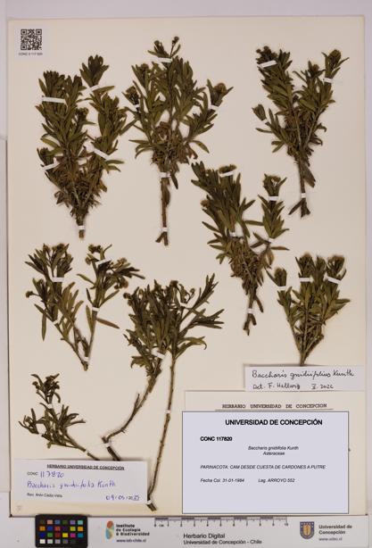 Baccharis gnidiifolia [Espécimen: UDEC:CONC:0117820]