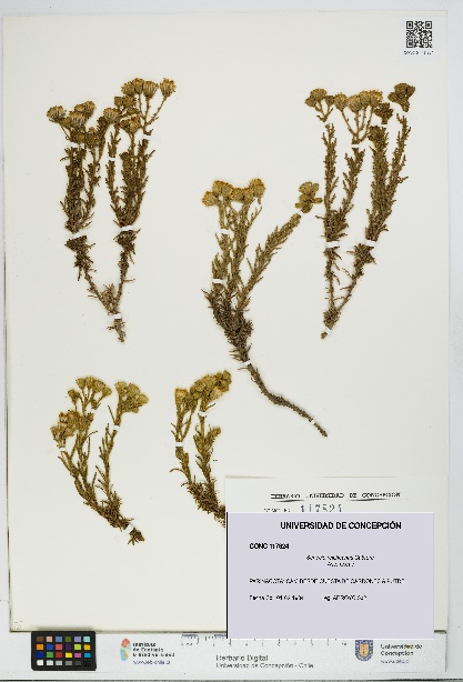 Senecio reicheanus [Espécimen: UDEC:CONC:0117824]