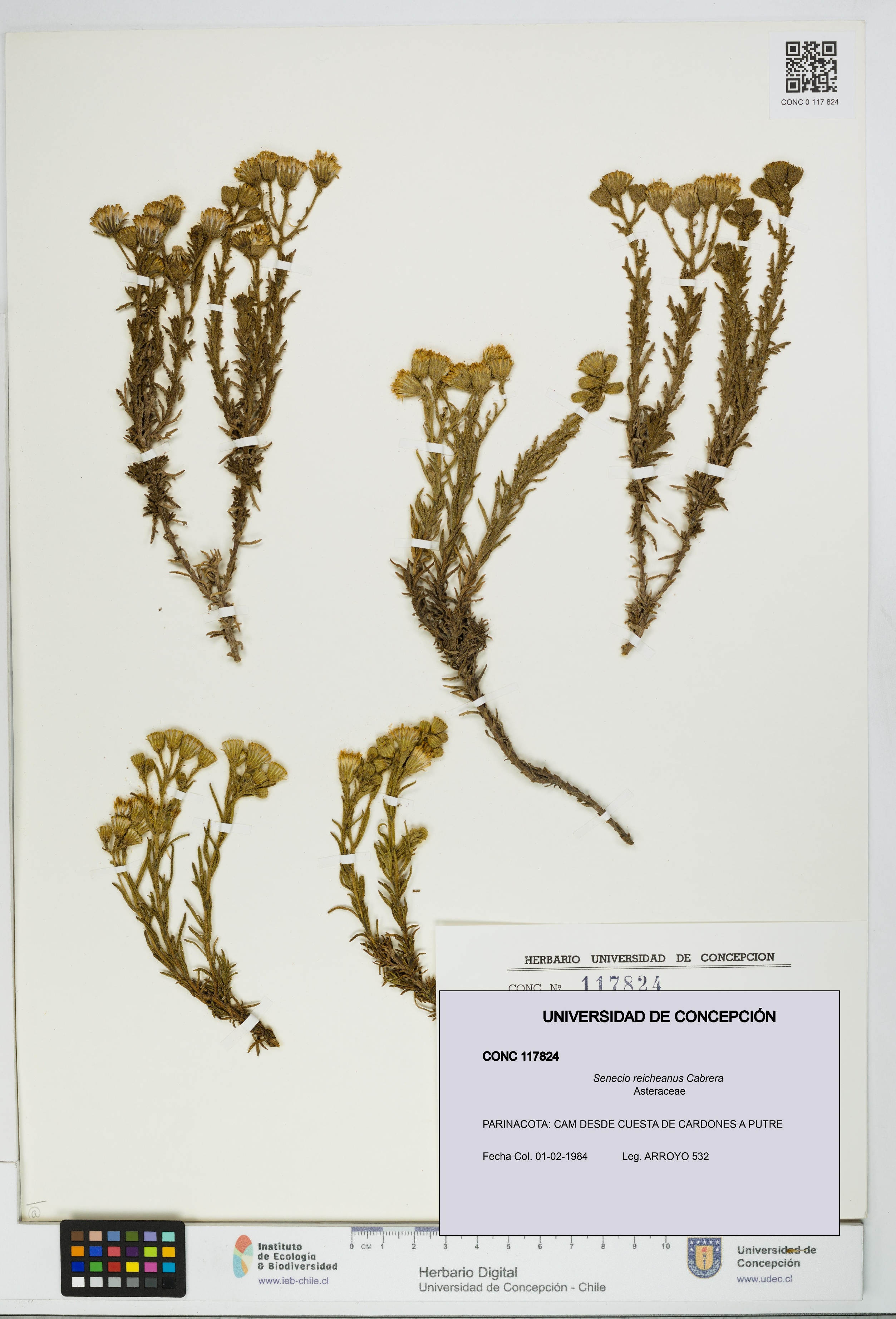 Senecio reicheanus [Espécimen: UDEC:CONC:0117824]