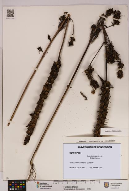 Bellardia trixago [Espécimen: UDEC:CONC:0117828]