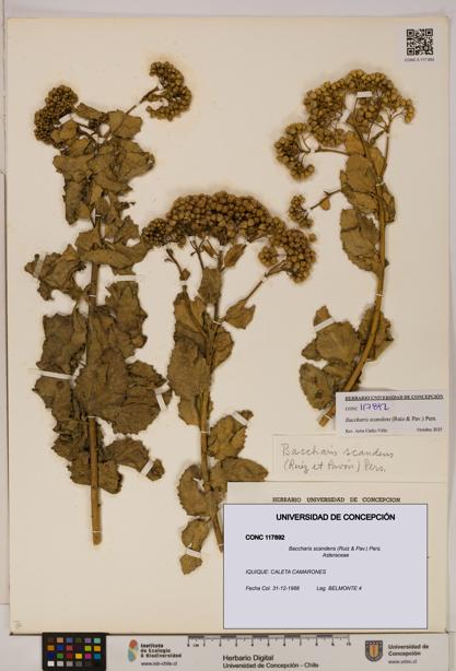 Baccharis scandens [Espécimen: UDEC:CONC:0117892]