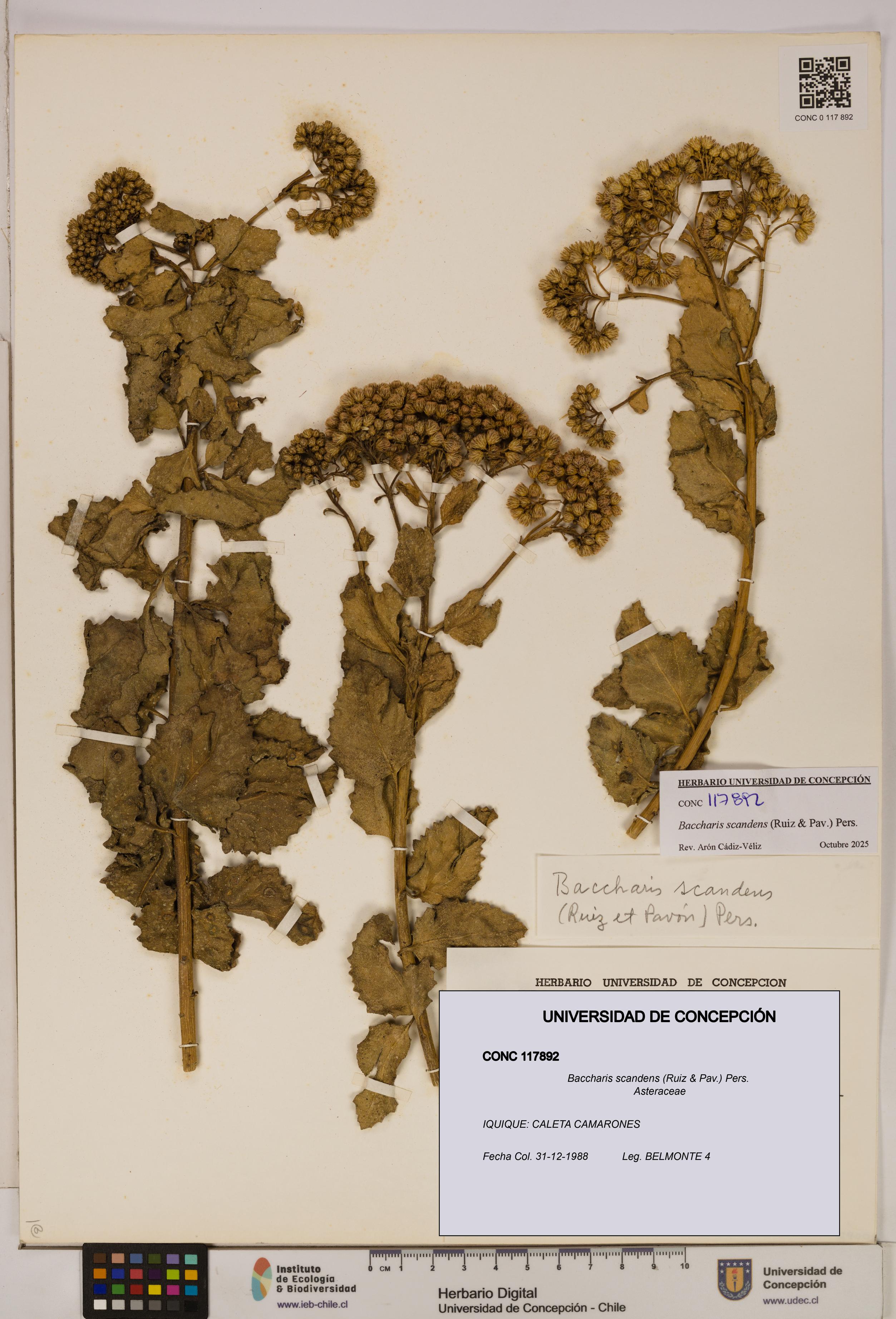 Baccharis scandens [Espécimen: UDEC:CONC:0117892]