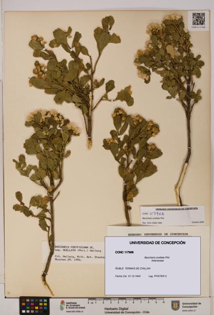 Baccharis ocellata [Espécimen: UDEC:CONC:0117906]