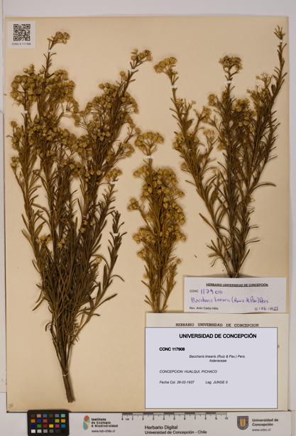 Baccharis linearis [Espécimen: UDEC:CONC:0117908]