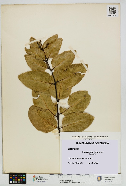 Cryptocarya alba [Espécimen: UDEC:CONC:0117909]