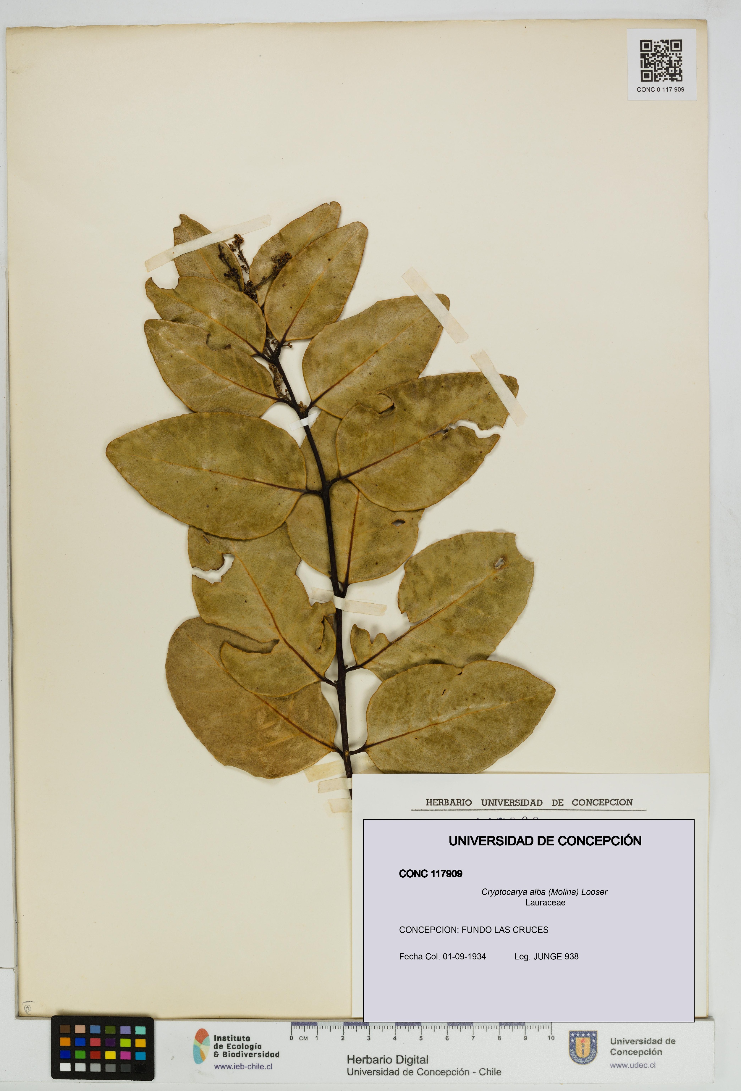 Cryptocarya alba [Espécimen: UDEC:CONC:0117909]