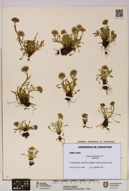 Erigeron leptopetalus [Espécimen: UDEC:CONC:0117915]