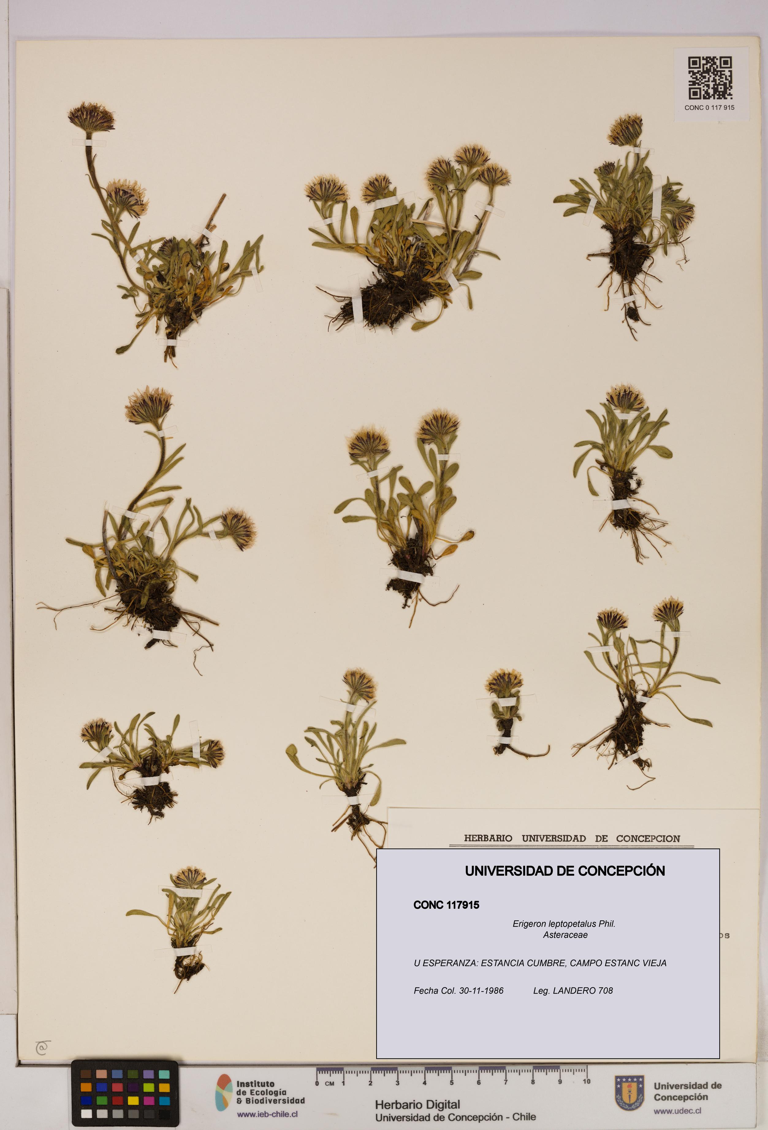 Erigeron leptopetalus [Espécimen: UDEC:CONC:0117915]
