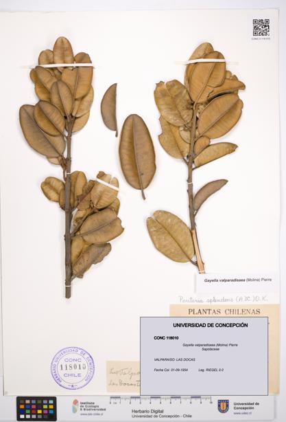 Gayella valparadisaea [Espécimen: UDEC:CONC:0118010]