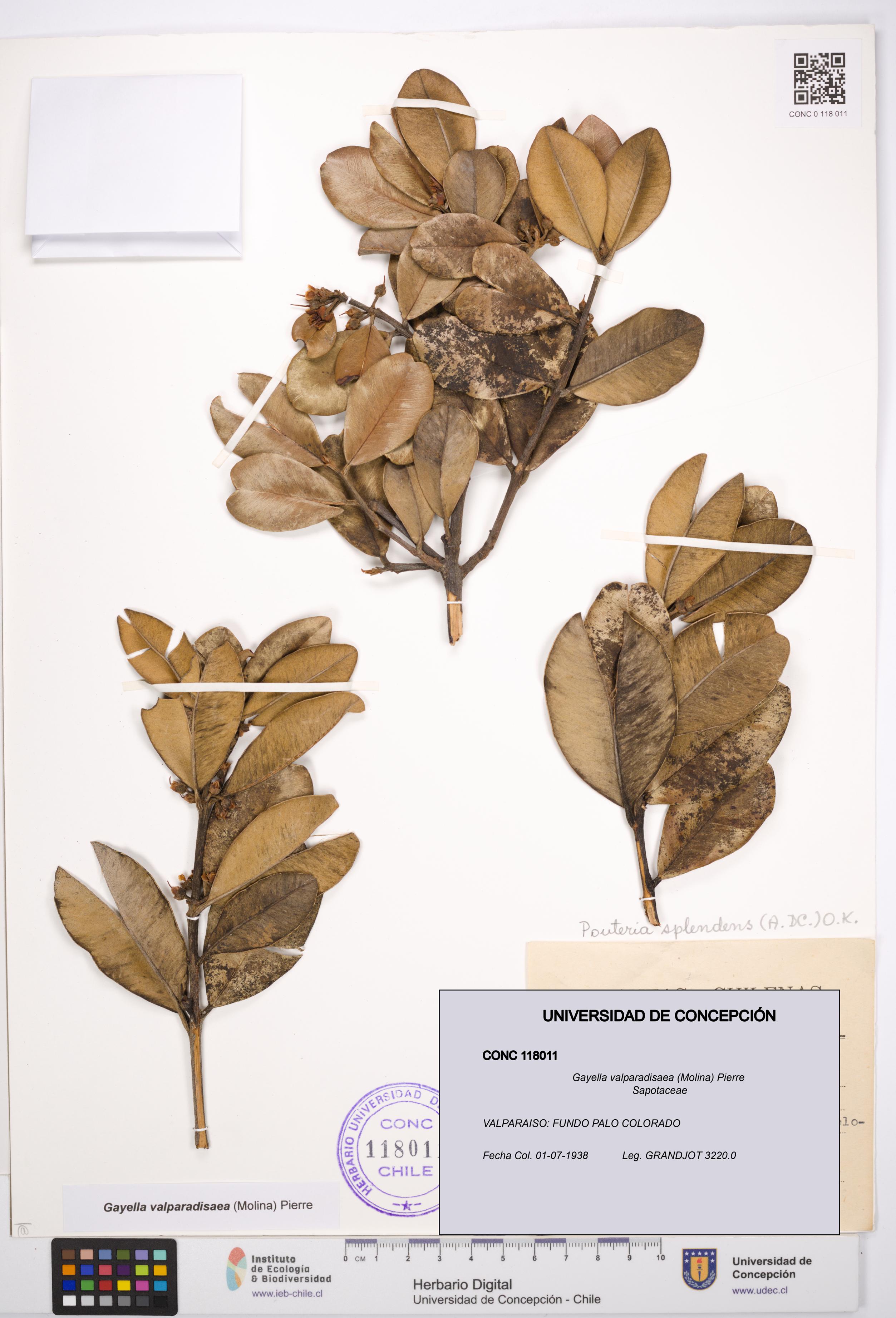 Gayella valparadisaea [Espécimen: UDEC:CONC:0118011]