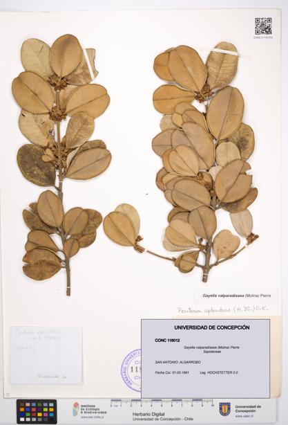 Gayella valparadisaea [Espécimen: UDEC:CONC:0118012]