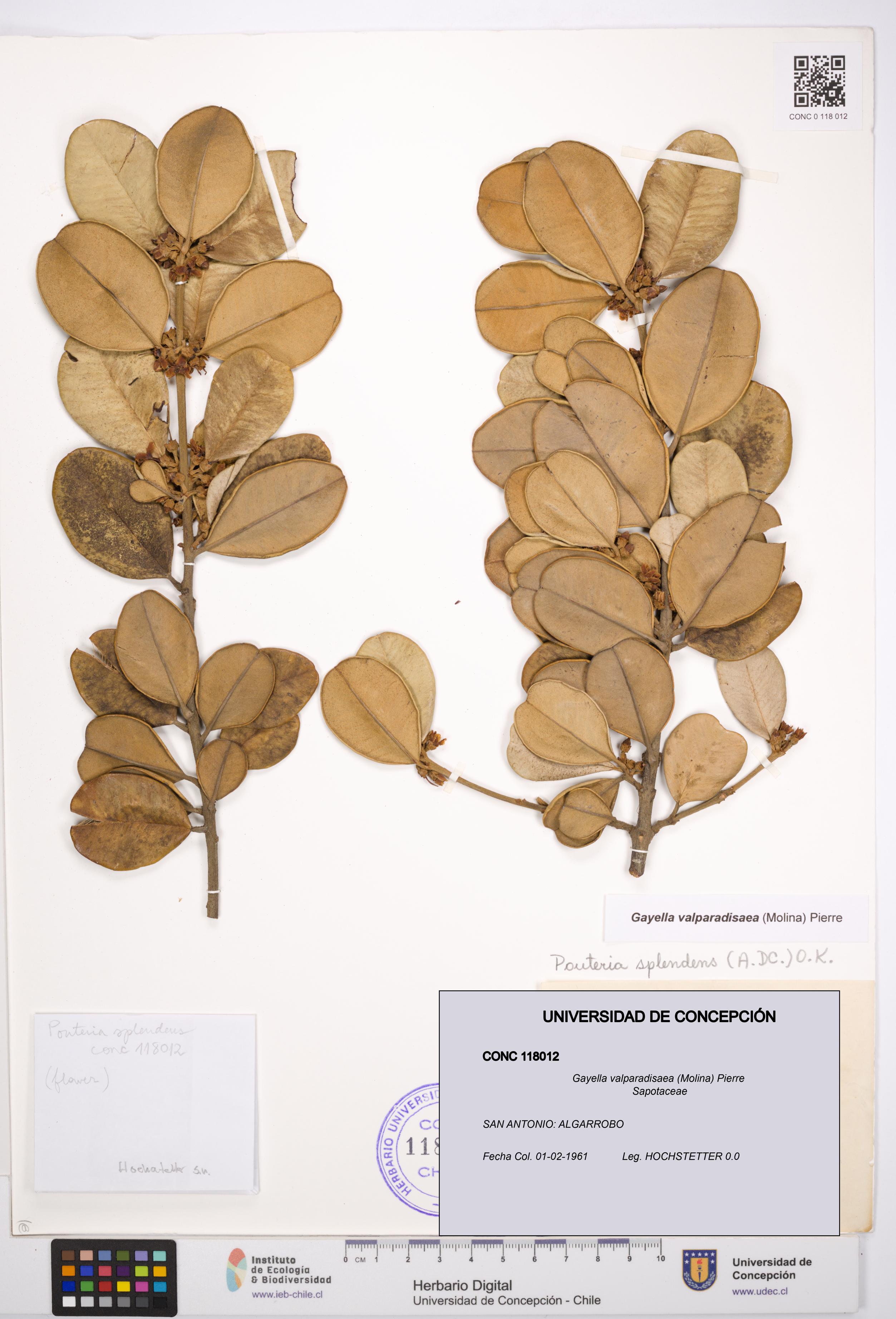 Gayella valparadisaea [Espécimen: UDEC:CONC:0118012]