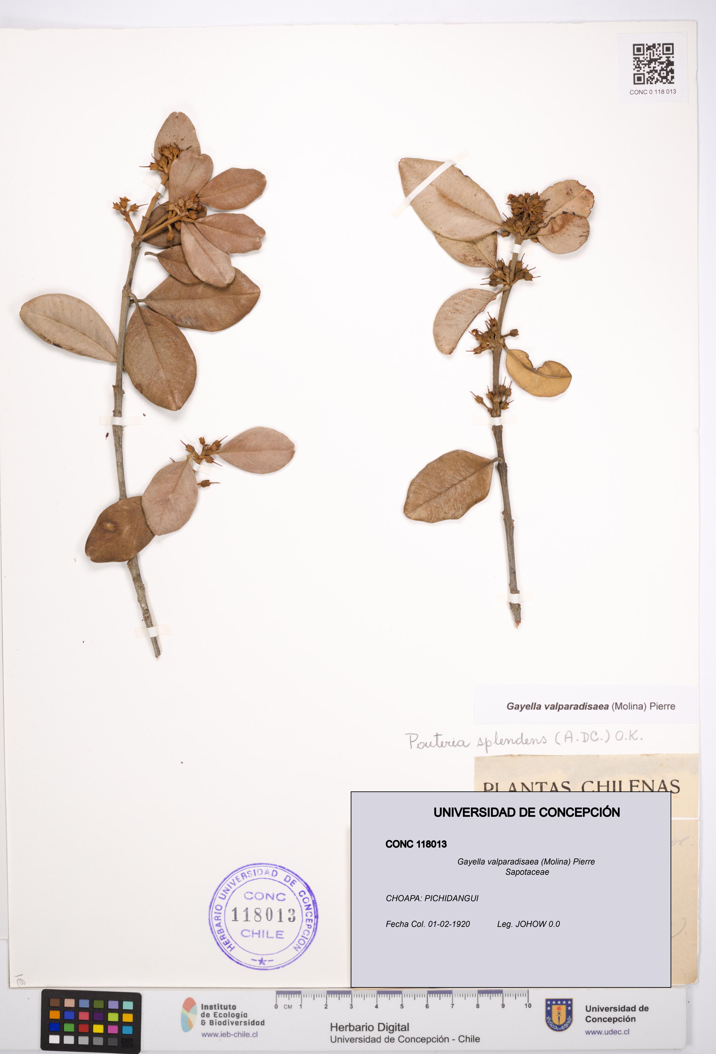 Gayella valparadisaea [Espécimen: UDEC:CONC:0118013]