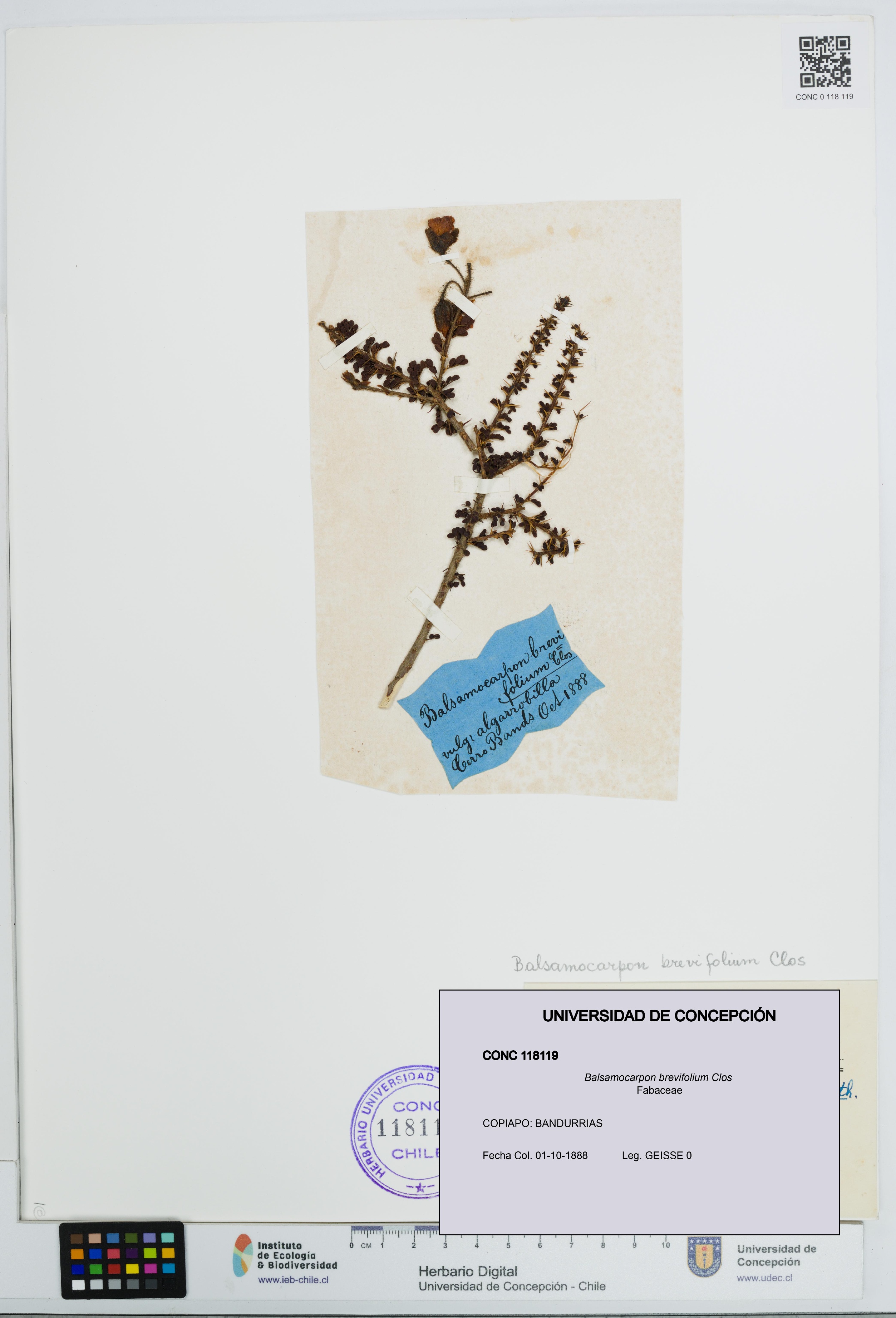 Balsamocarpon brevifolium [Espécimen: UDEC:CONC:0118119]