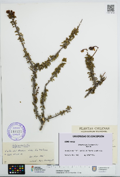 Balsamocarpon brevifolium [Espécimen: UDEC:CONC:0118122]